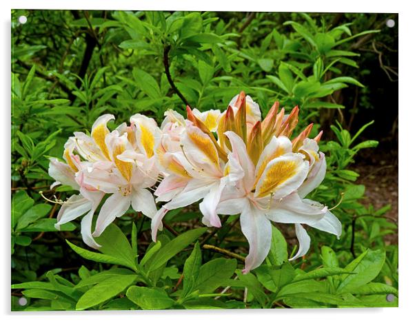 Rhododendron flower bloom Acrylic by Robert Gipson