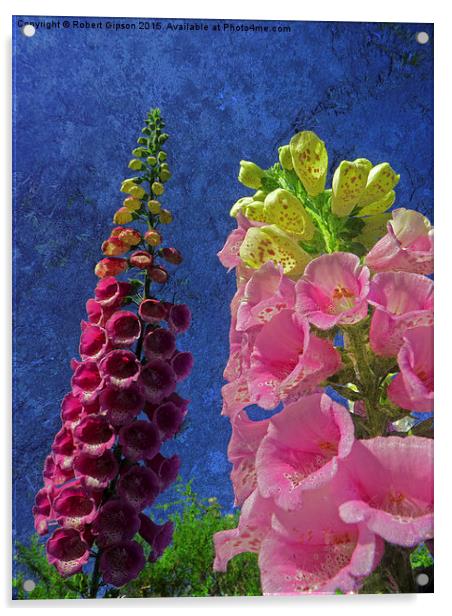   Two Foxglove flowers with textured background Acrylic by Robert Gipson
