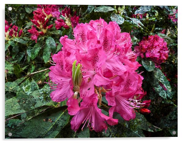   Rhododendron flower bloom with texture. Acrylic by Robert Gipson