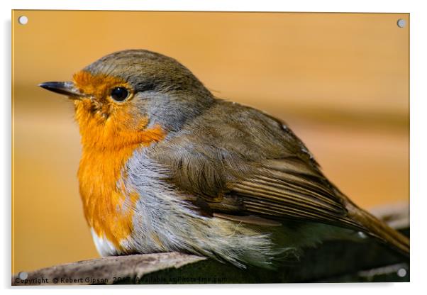 Picture of robin Red Breast Acrylic by Robert Gipson