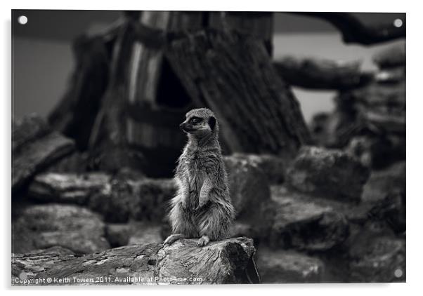 Meerkat Canvases and prints Acrylic by Keith Towers Canvases & Prints