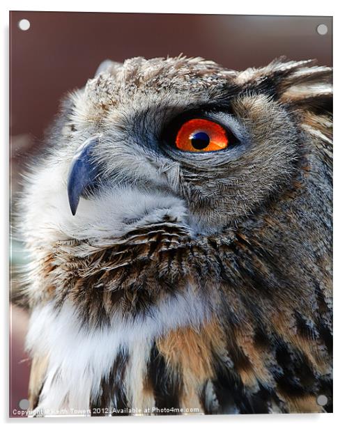 Eurasian Eagle Owl Canvases & Prints Acrylic by Keith Towers Canvases & Prints