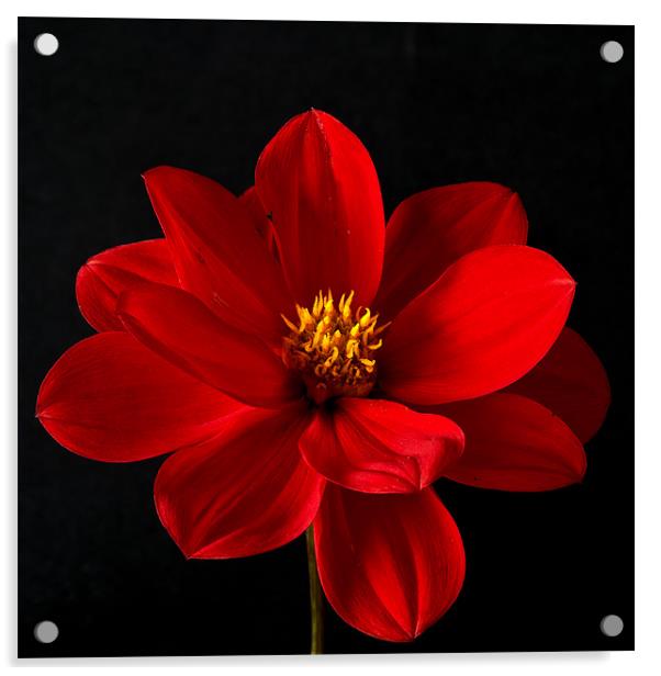 Red Dahlia Acrylic by Steve Purnell