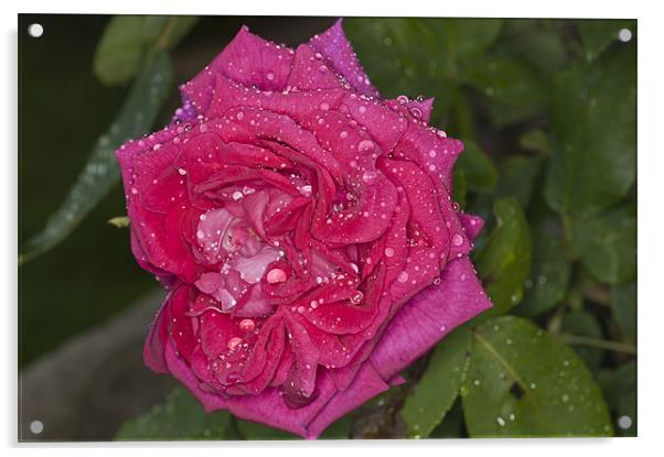 Pink Rose, Dawn Cussons Raindrops Acrylic by Steve Purnell