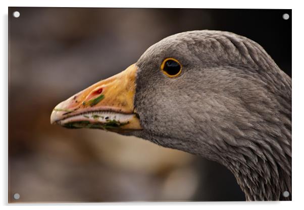 Greylag Goose Anser Anser Acrylic by Steve Purnell