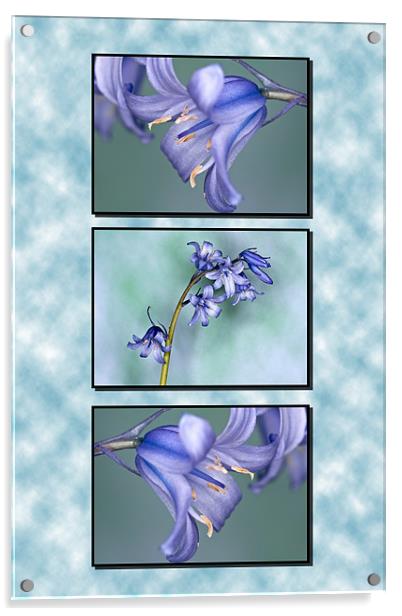 Bluebells Triptych Acrylic by Steve Purnell