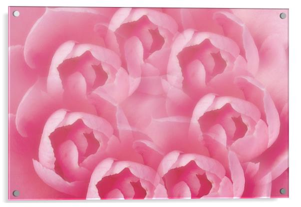 Pink Camellia 7 Acrylic by Steve Purnell