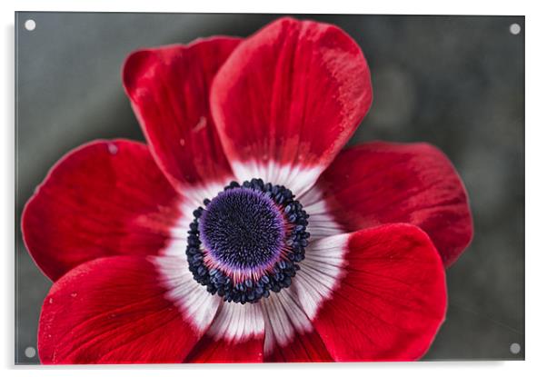 Red and White Poppy Acrylic by Steve Purnell