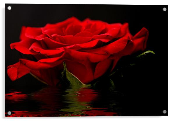 Red Rose Flood Acrylic by Steve Purnell