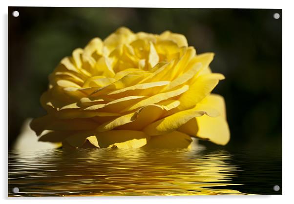 Yellow Rose Flood Acrylic by Steve Purnell