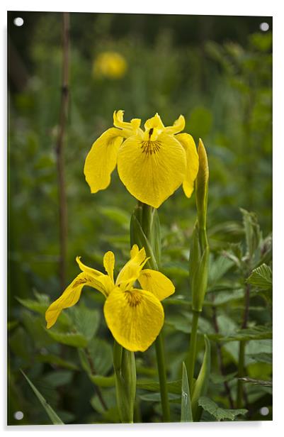 Yellow Iris Acrylic by Steve Purnell