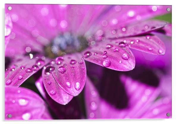 Purple Osteospermum 4 Acrylic by Steve Purnell
