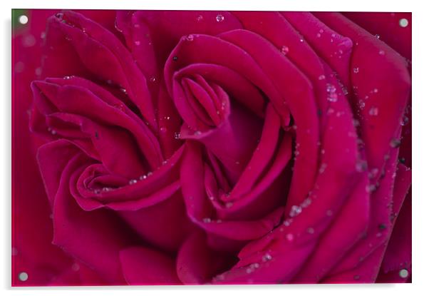 Pink Rose 1 Acrylic by Steve Purnell