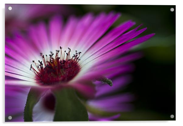 Mesembryanthemum 1 Acrylic by Steve Purnell