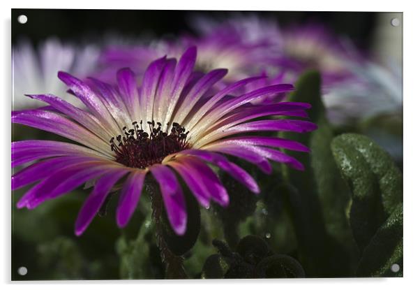 Mesembryanthemum 3 Acrylic by Steve Purnell