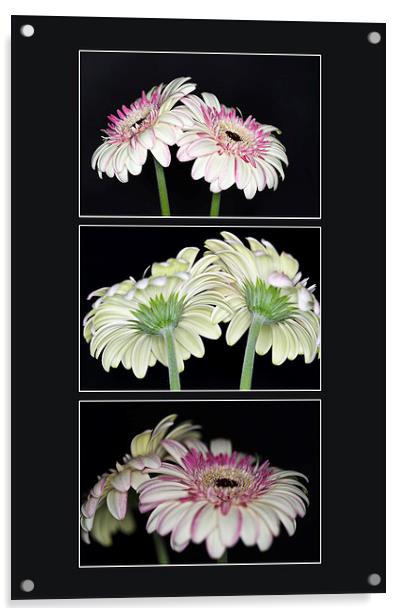 Pink and White Gerbera Triptych Acrylic by Steve Purnell