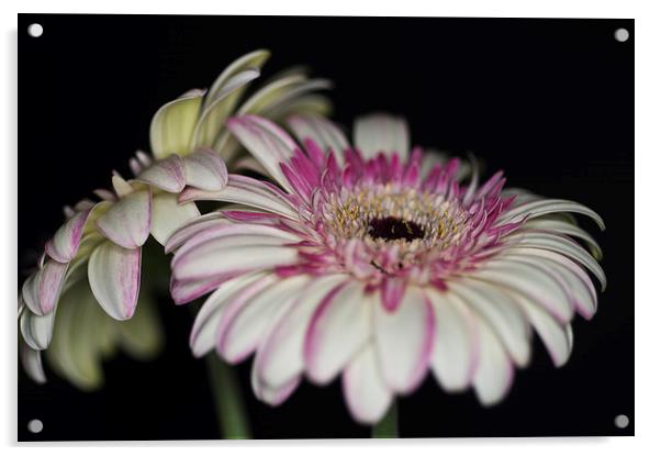 Pink and White Gerbera 1 Acrylic by Steve Purnell