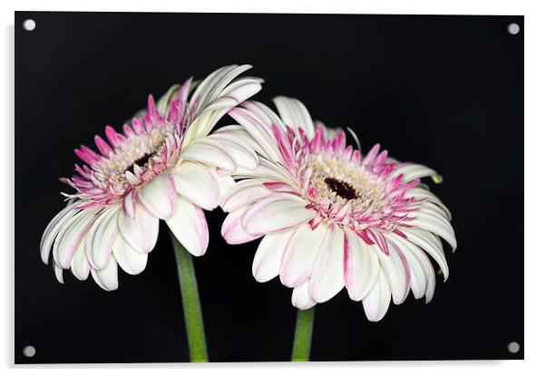 Pink and White Gerbera 2 Acrylic by Steve Purnell