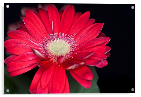 Red Gerbera 1 Acrylic by Steve Purnell