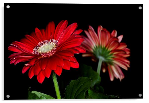 Red Gerbera 3 Acrylic by Steve Purnell
