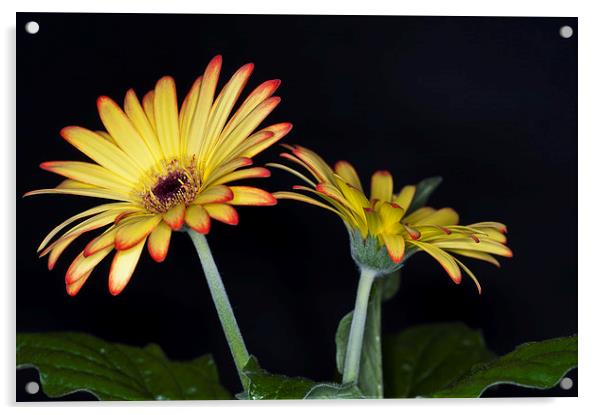 Yellow And Orange Gerbera 2 Acrylic by Steve Purnell