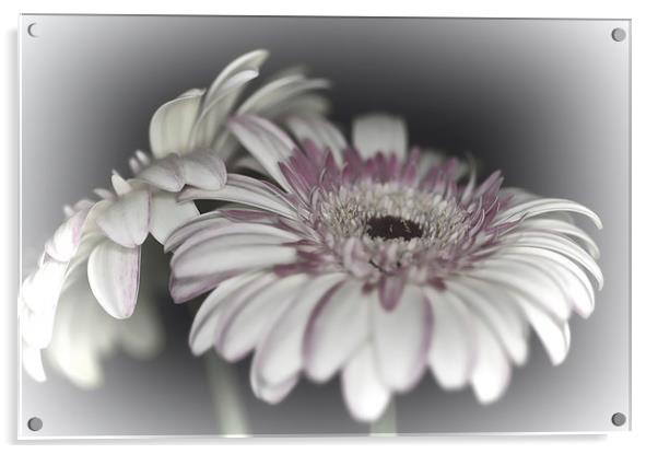 Gerbera Daisy Dream 1 Acrylic by Steve Purnell