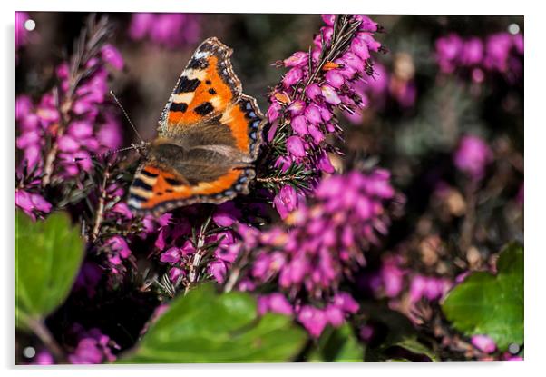 Small Tortoiseshell Butterfly Acrylic by Steve Purnell