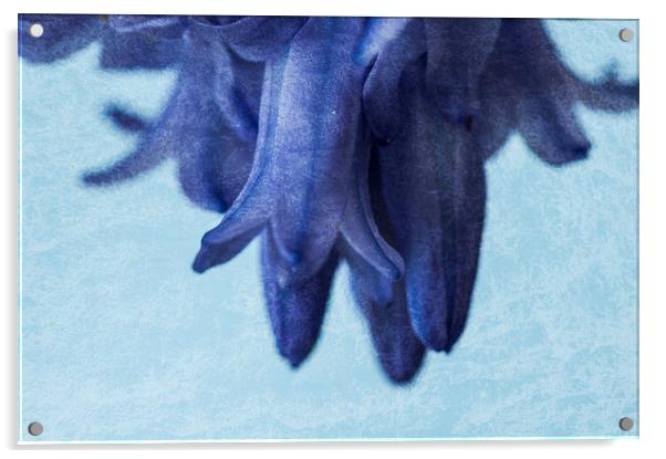 Bluebells 4 Acrylic by Steve Purnell