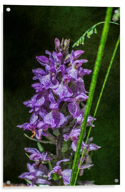 Common Spotted Orchid Textured Acrylic by Steve Purnell