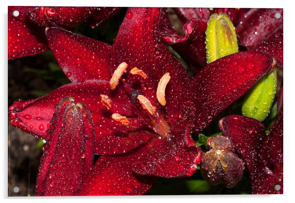 Red Lily Raindrops Acrylic by Steve Purnell