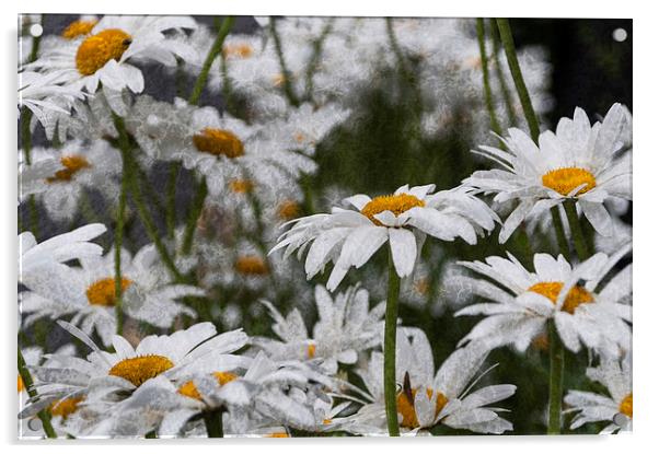 Oxeye Daisies Textured Acrylic by Steve Purnell