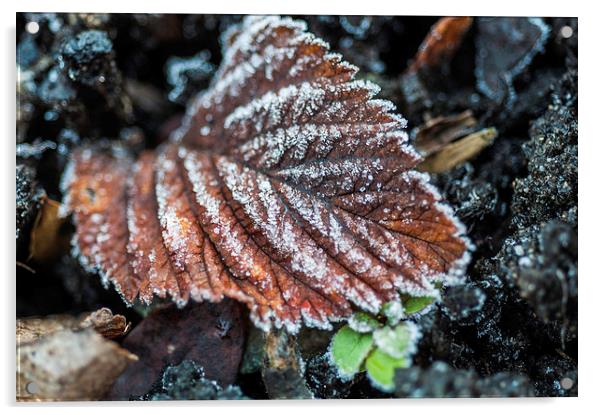 Frosty Leaf Acrylic by Steve Purnell