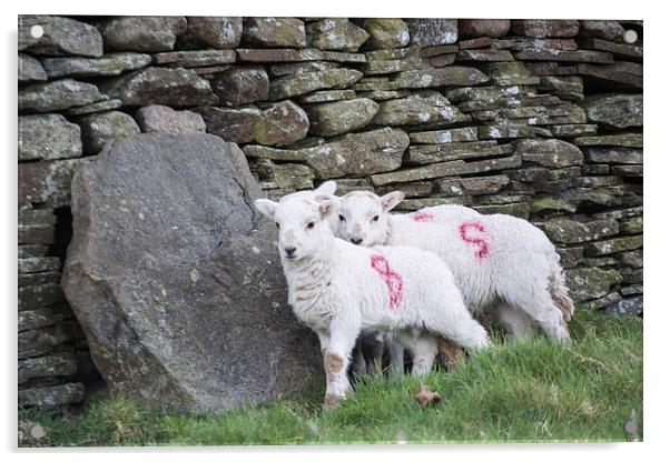 Spring Lambs 1 Acrylic by Steve Purnell