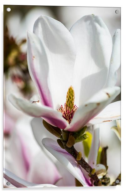 Magnificent Magnolia Acrylic by Steve Purnell