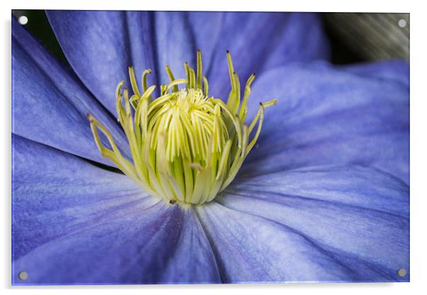 Purple Clematis Acrylic by Steve Purnell