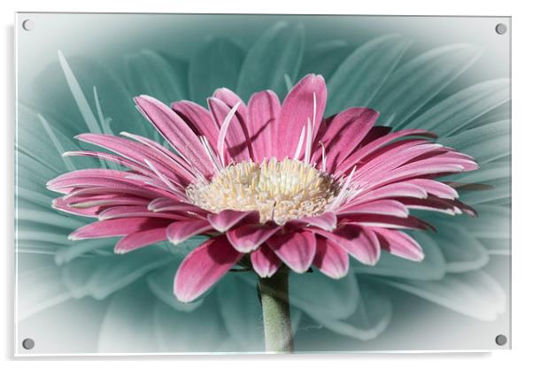 Pink Gerbera Dream Acrylic by Steve Purnell