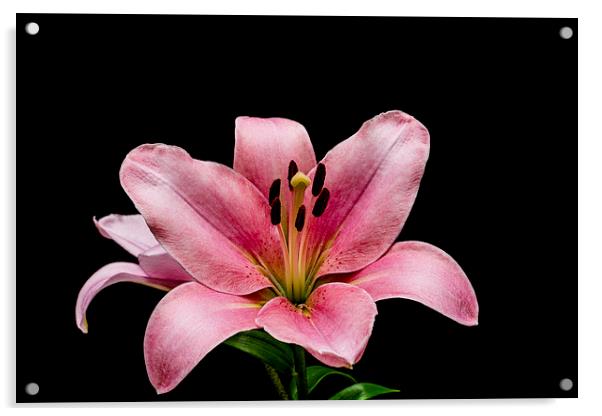 Fragile Beauty of Pink Lilies Acrylic by Steve Purnell