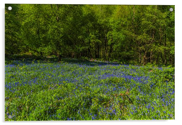 Bluebell Woods 1 Acrylic by Steve Purnell