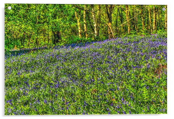 Bluebell Woods Painterly Acrylic by Steve Purnell