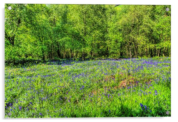 Bluebell Woods 3 Acrylic by Steve Purnell