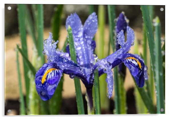Iris With Raindrops 1 Acrylic by Steve Purnell