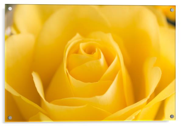 Yellow Rose Macro 2 Acrylic by Steve Purnell