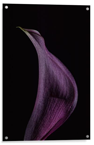 Calla 1 Acrylic by Steve Purnell