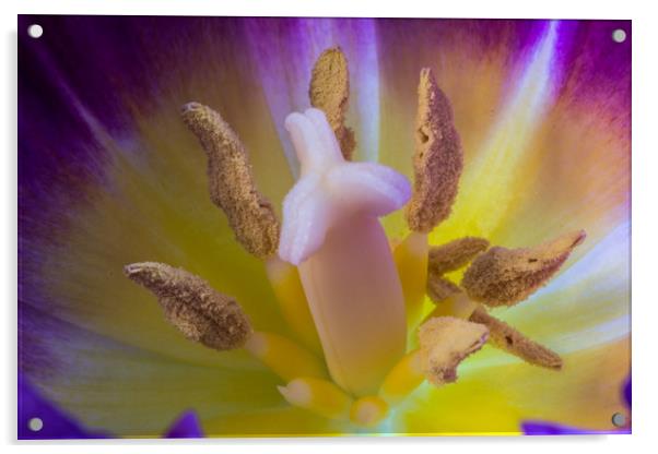 Tulip Macro Acrylic by Steve Purnell