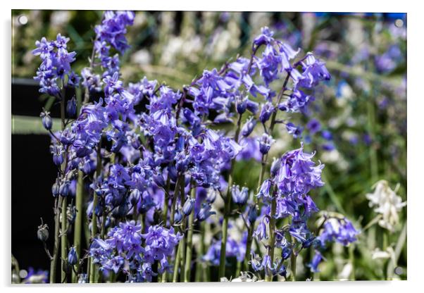 Bluebell Garden 1 Acrylic by Steve Purnell