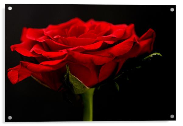 Red Rose On Black Background Acrylic by Steve Purnell