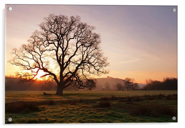 Old Oak Sunrise. Bishops Tawnton Acrylic by Andrew Wheatley