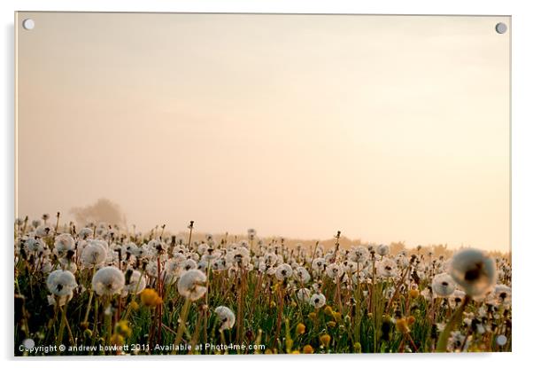 Dandelions in the mist Acrylic by andrew bowkett