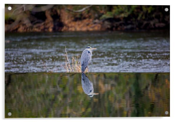 The Grey Heron Acrylic by Roger Green