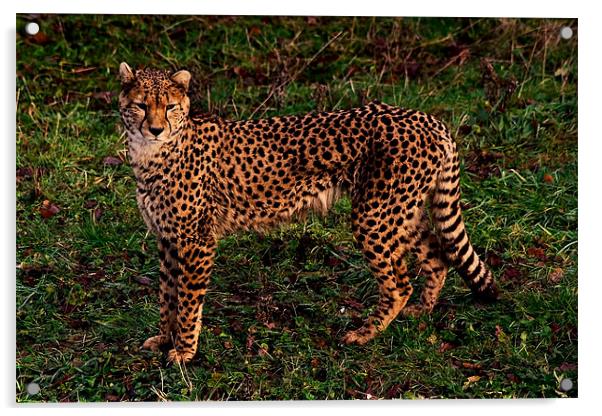 Cheetah Acrylic by Roger Green